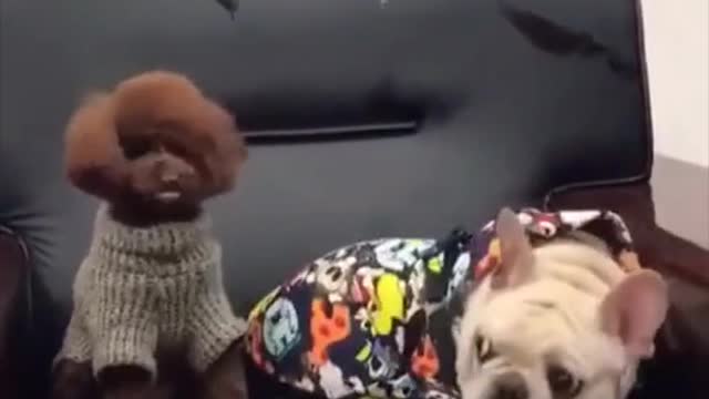 funny dog