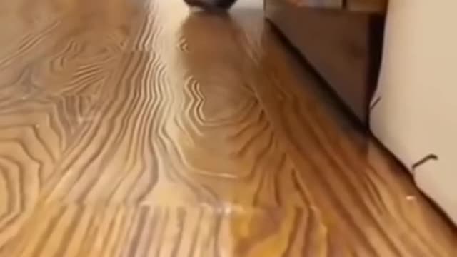 Omg so cute cat
