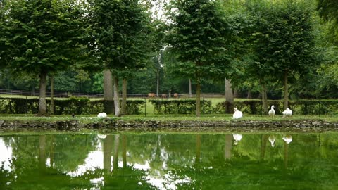 Animals at a Canon castle garden, France