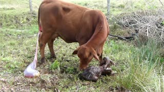 Drought Master Heifer Cattle Giving Birth to Calf. 35 - 2019 - 8.01.2022