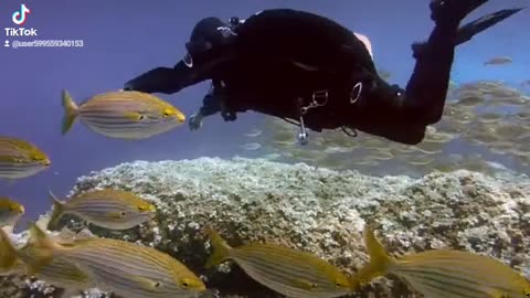 Beautiful fishes and sea view