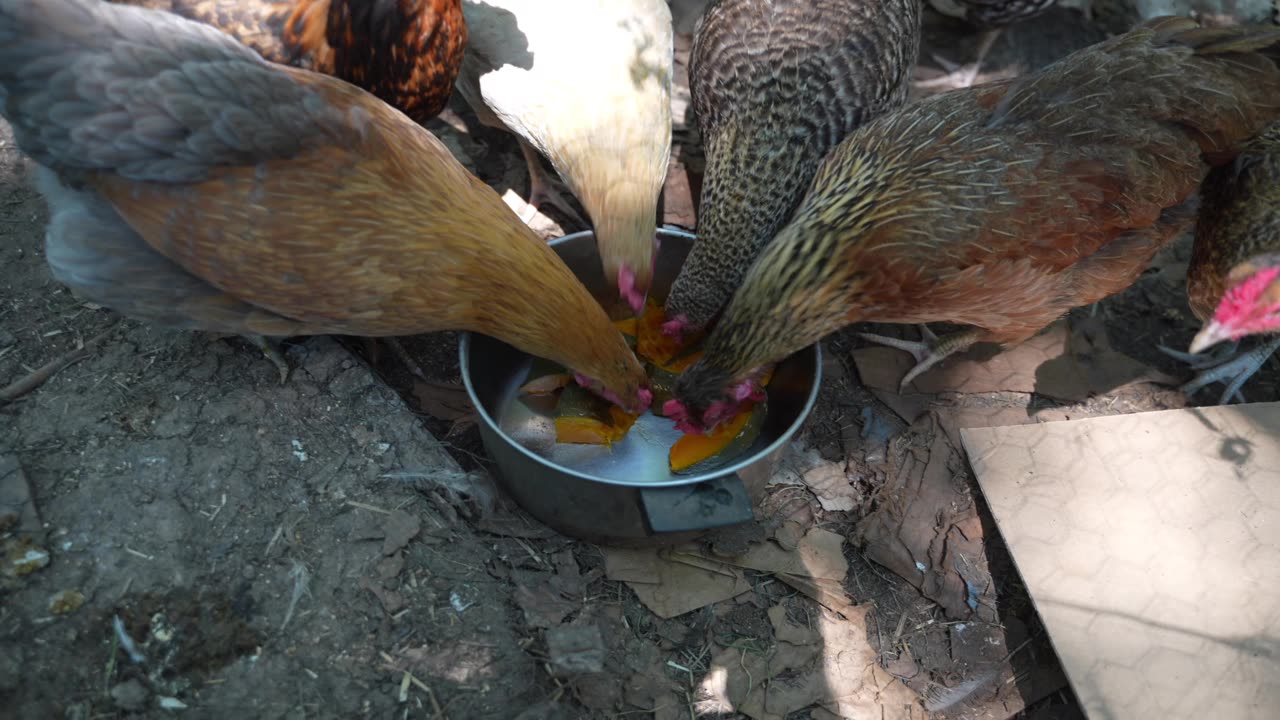 Who in their right mind eats a baked kabocha squash? Chickens and me.