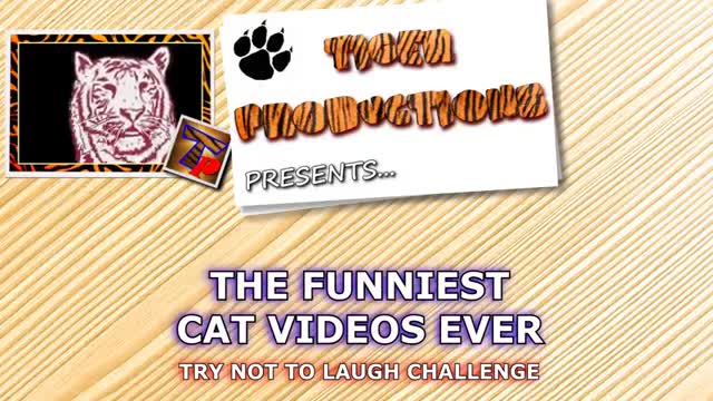 Funny animals