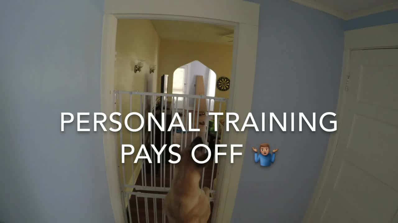 One determined puppy 😆