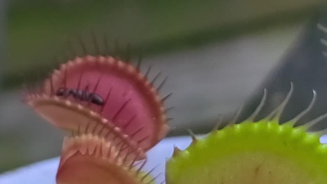 Our Venus Fly Trap from Walmart in action