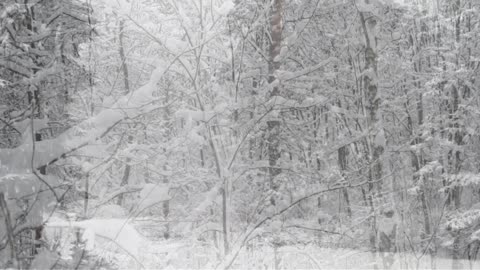 Winter Storm Sound Forest - Heavy Blizzard Snowstorm Ambience & Howling Wind Sounds For Relaxation