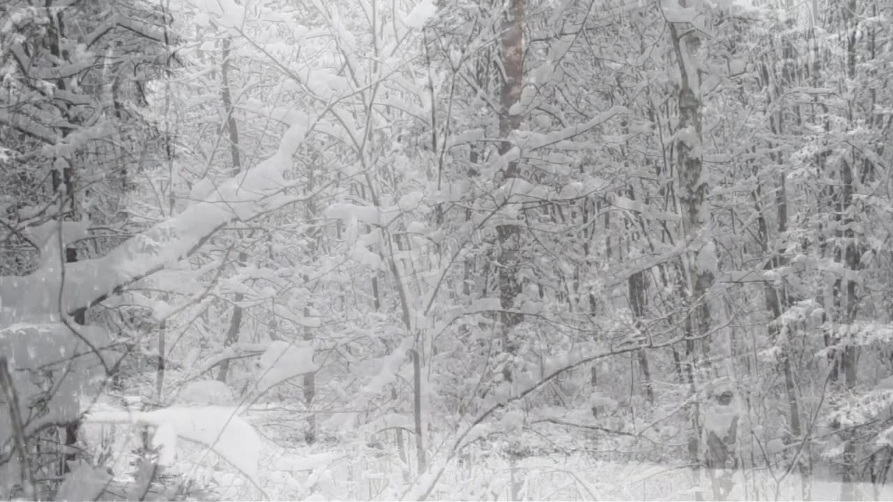 Winter Storm Sound Forest - Heavy Blizzard Snowstorm Ambience & Howling Wind Sounds For Relaxation