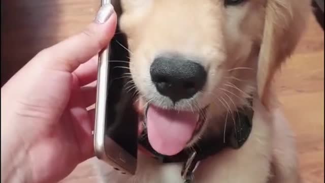 puppy talking on the phone to his owner