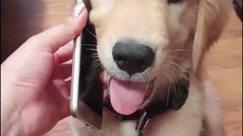 puppy talking on the phone to his owner