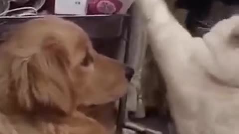 Funniest Dogs and Cats_best_of_2022
