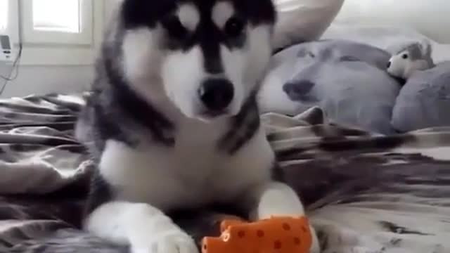 dog that loves to play