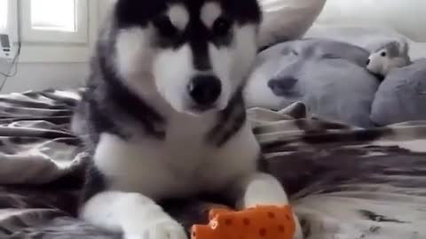 dog that loves to play