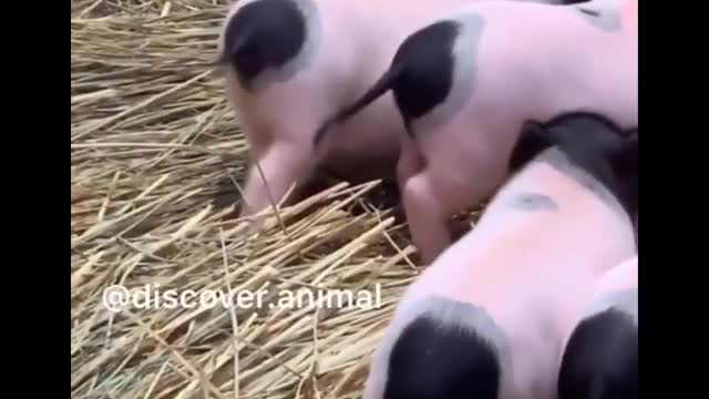 Cute baby animals Videos Compilation cute moment of the animals - Cutest Animals #18