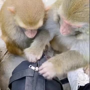 Very Big Deal of monkeys