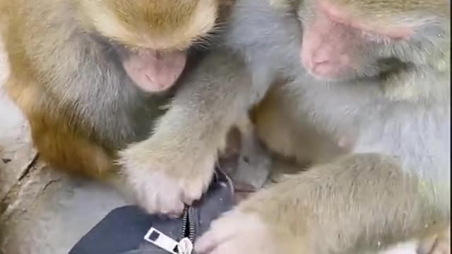 Very Big Deal of monkeys