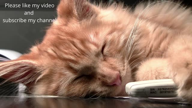 Cute Baby Cats Video | Funny Cats Video complication | funny animals | World of cats