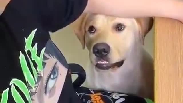 pop sucker dog