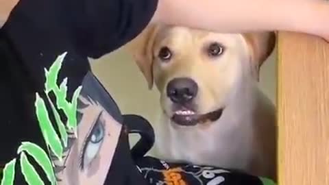 pop sucker dog