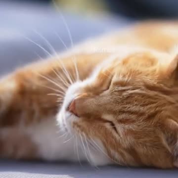 WHAT CATS DO AT NIGHT 🐈🐈🐈