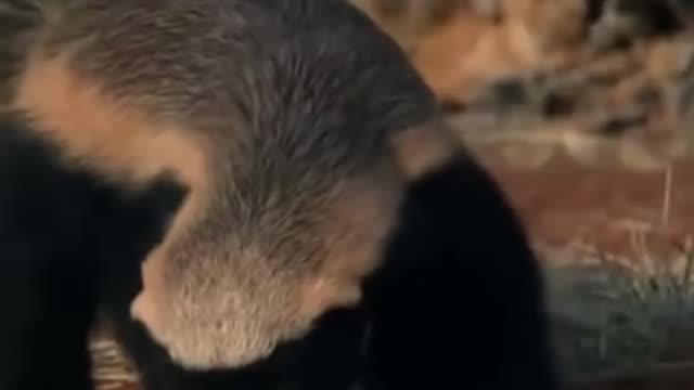 WILD ANIMALS HUNTING PREY COMPILATION RELAX FOR LIFE ​​​#14