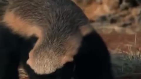 WILD ANIMALS HUNTING PREY COMPILATION RELAX FOR LIFE ​​​#14