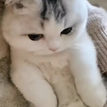 “A cat has absolute emotional