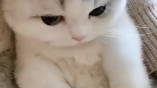 “A cat has absolute emotional