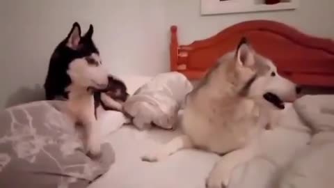 Dogs Arguing