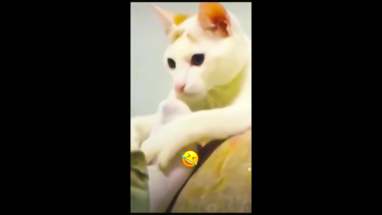 Funny animals