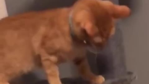 1 MINUTE! #20 _ Cat Lovers _ SHORT & FUNNY Videos 🤣 #Shorts