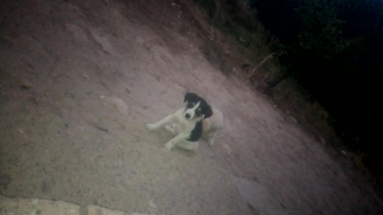 playing dog in morocco