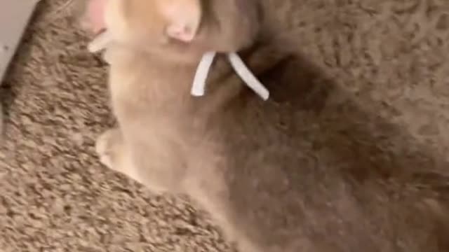 Cat cute 🐱