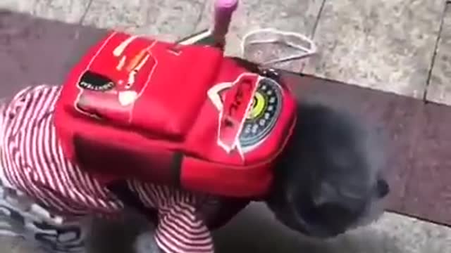 Cute dog rides a scooter