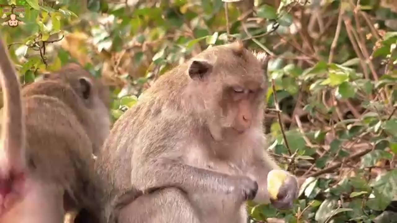 4K Quality Animal Fotage - Monkeys Beautiful Sense | Viral Monkey