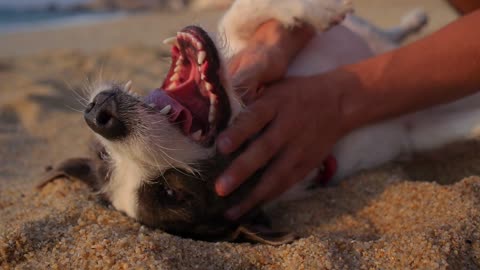 Dog with flapping tongue