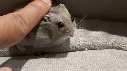 CUTE HAMSTER LETTING THE OWNER PET