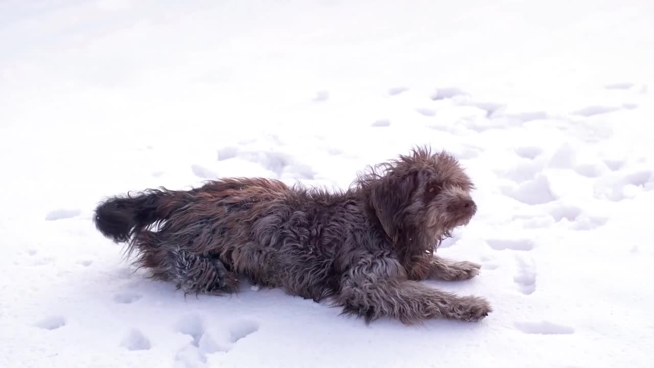 The dog playing happily with snows