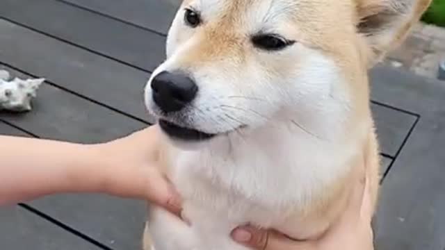 Funny dog video