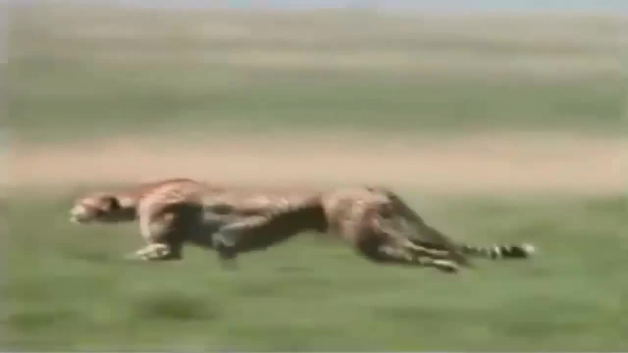 Leopard kills Deer - Animals Attack