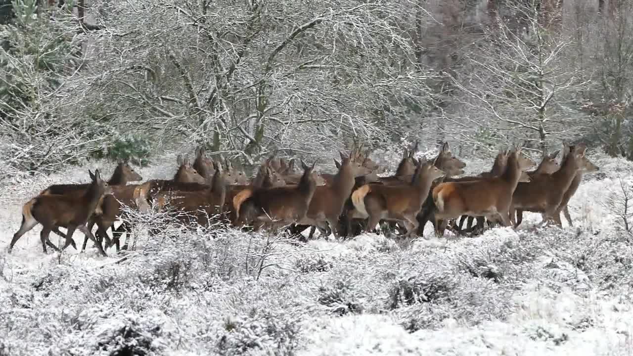 Animales silvestres