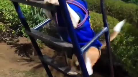 Cutest Dog Enjoying Garden Slide , Cute funny dog playing with garden slide.