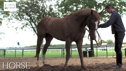 Ultimate Horsepower in Super Slow Motion | BBC Earth Unplugged