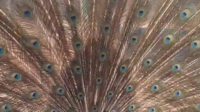 Amazing Beautiful Peacock | Rare Animal Moment