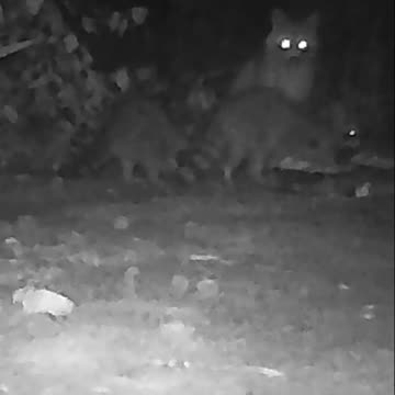 EA S11 - Coon Family