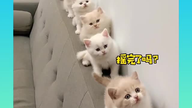 13 cute and funny cat videos compilation