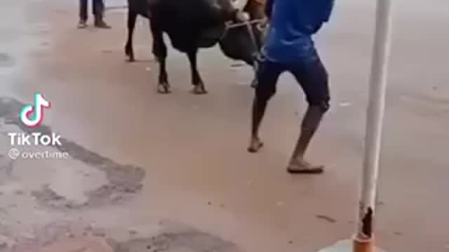 Man wrestles bull and hangs on