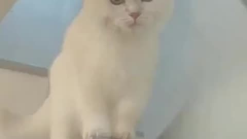 Funny cat🤣🤣🤣