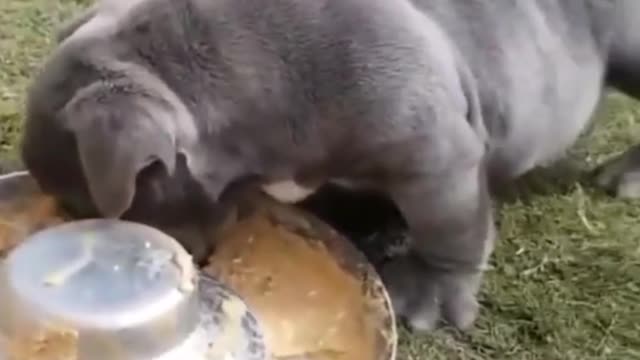 Dog short video #shorts