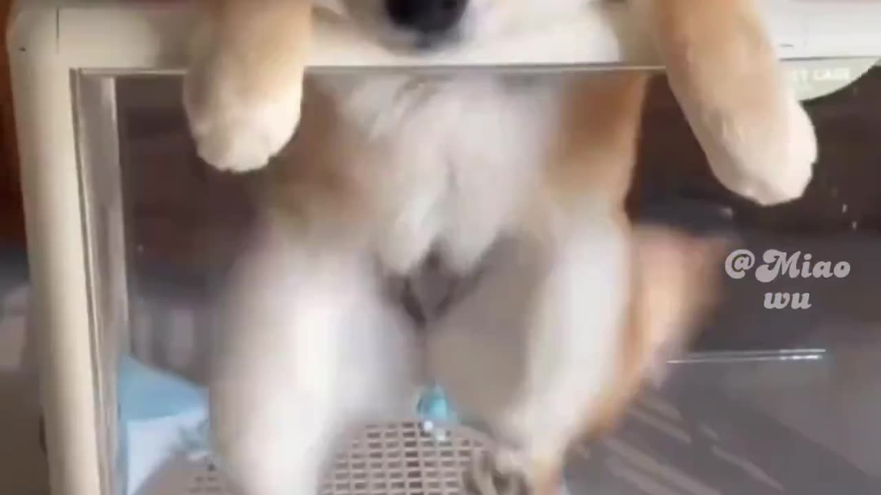 Have a Puppy Day! π πΆβ€οΈ