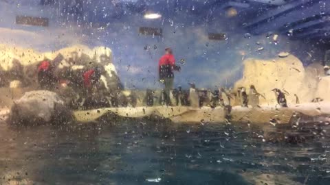 Cute penguins follow people to eat